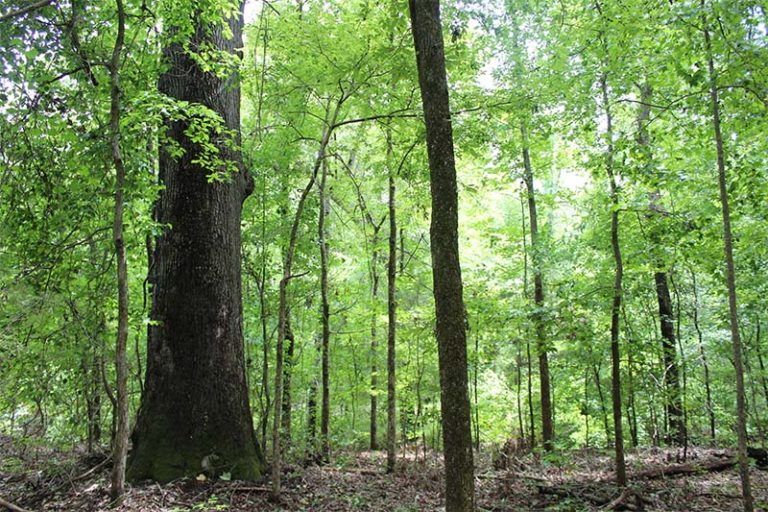 Cedar Valley Farm Windsor Aughtry Company